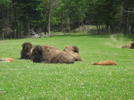 Bisons