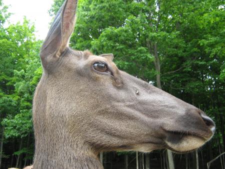 Une biche