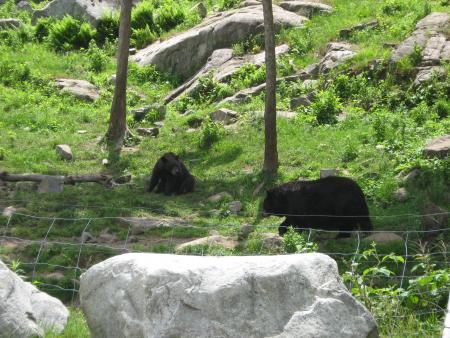 Ours noir