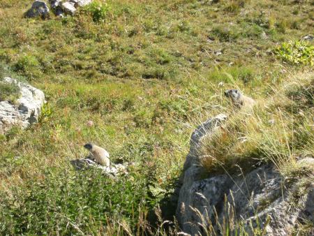 Moi aussi j'aime les marmottes :p